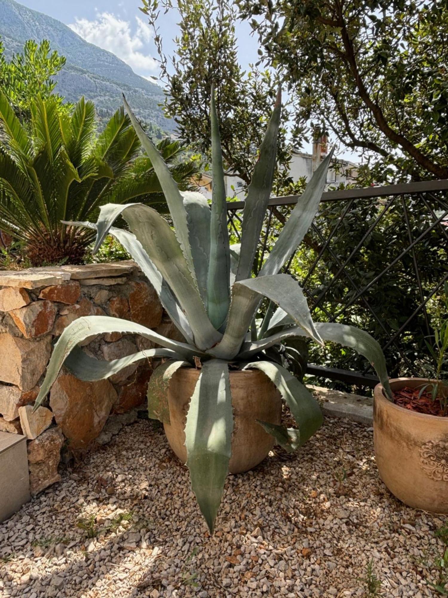 Villa Oleana Makarska Dış mekan fotoğraf